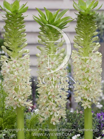 botanic stock photo Eucomis