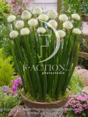 botanic stock photo Allium
