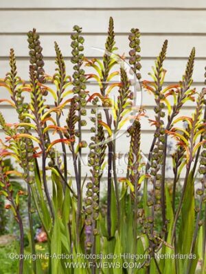 botanic stock photo Chasmanthe