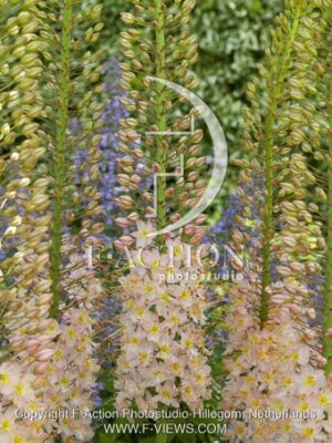 botanic stock photo Eremurus