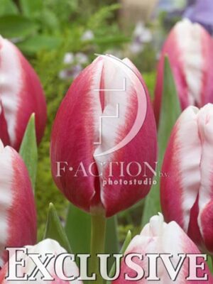 botanic stock photo Tulipa