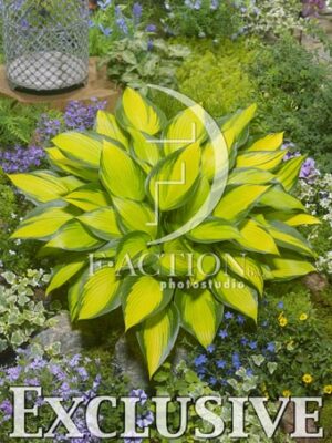 botanic stock photo Hosta