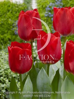 botanic stock photo Tulipa