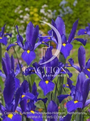 botanic stock photo Iris