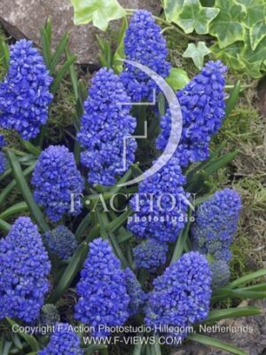 botanic stock photo Muscari