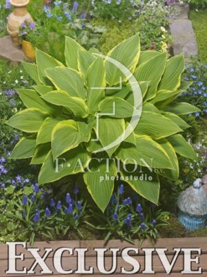 botanic stock photo Hosta