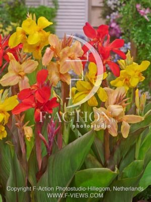 botanic stock photo Canna
