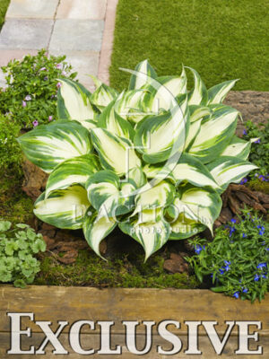botanic stock photo Hosta
