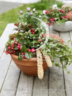 botanic stock photo Gaultheria