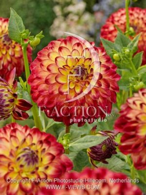 botanic stock photo Dahlia
