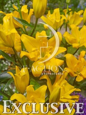 botanic stock photo Lilium