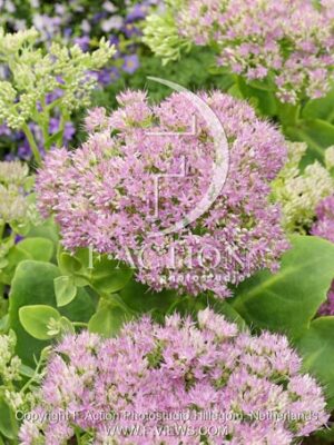 botanic stock photo Sedum