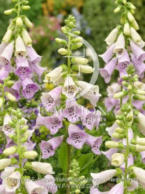 botanic stock photo Digitalis