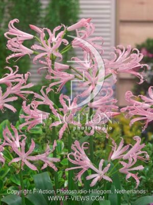 botanic stock photo Nerine
