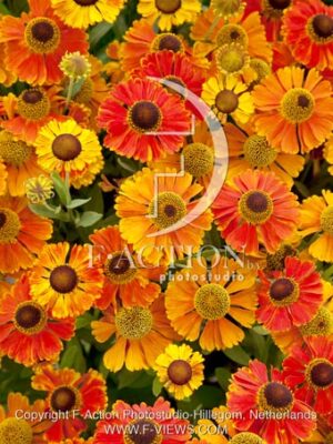 botanic stock photo Helenium