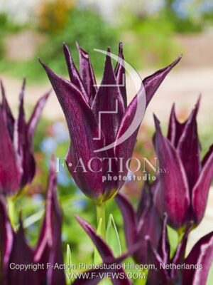 botanic stock photo Tulipa