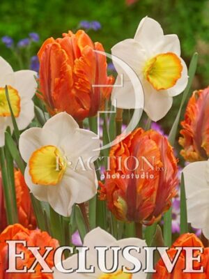 botanic stock photo Tulipa