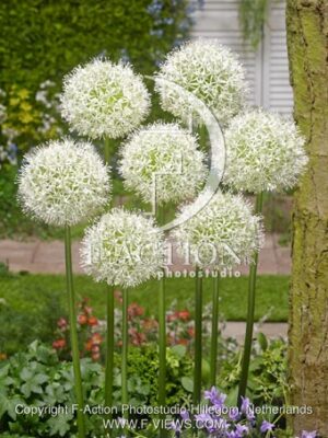 botanic stock photo Allium
