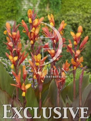 botanic stock photo Canna