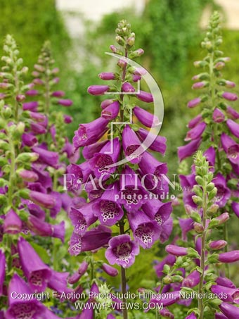 botanic stock photo Digitalis
