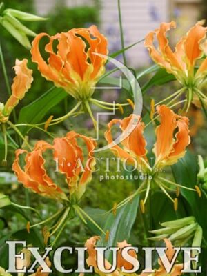 botanic stock photo Gloriosa