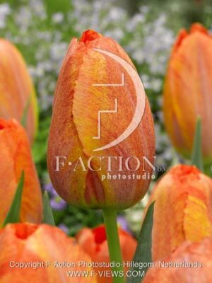 botanic stock photo Tulipa