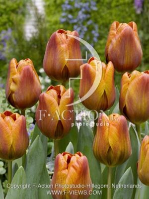 botanic stock photo Tulipa