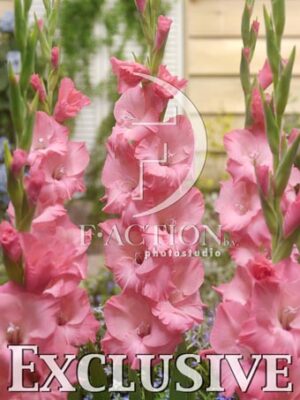 botanic stock photo Gladiolus