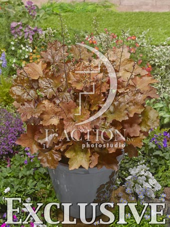 botanic stock photo Heuchera