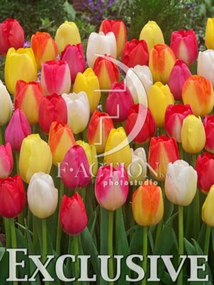botanic stock photo Tulipa