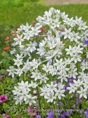 botanic stock photo Triteleia