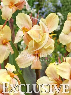 botanic stock photo Canna