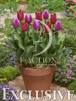 botanic stock photo Tulipa