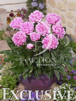 botanic stock photo Paeonia