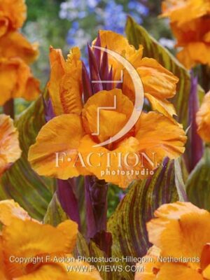 botanic stock photo Canna