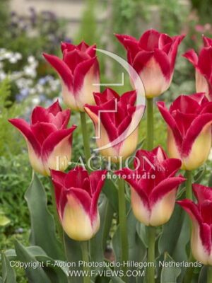 botanic stock photo Tulipa
