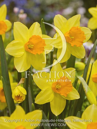 botanic stock photo Narcissus