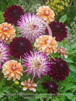 botanic stock photo Dahlia