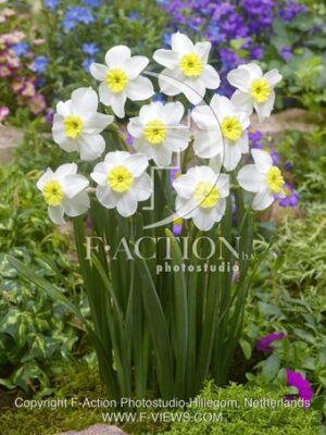 botanic stock photo Narcissus