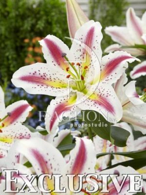 botanic stock photo Lilium