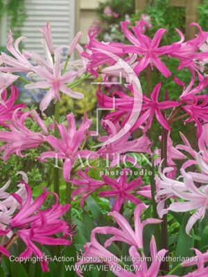 botanic stock photo Amarine