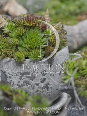 botanic stock photo Sempervivum