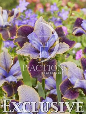 botanic stock photo Iris