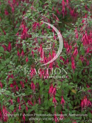 botanic stock photo Fuchsia