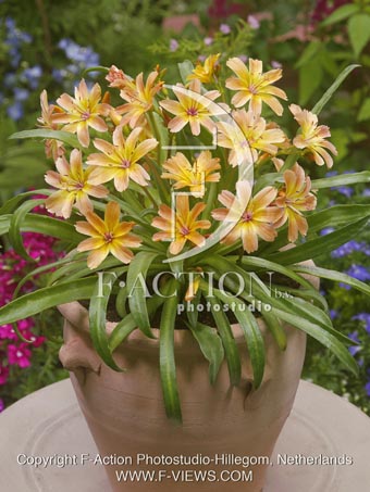 botanic stock photo Lewisia