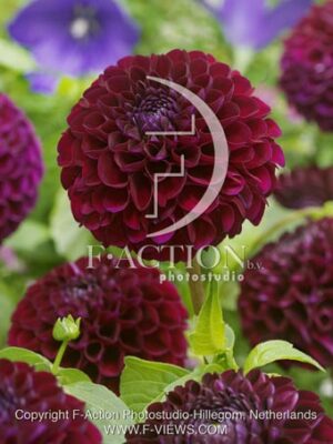 botanic stock photo Dahlia