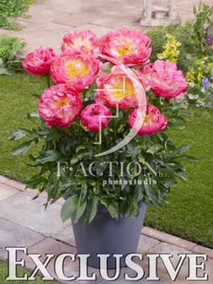 botanic stock photo Paeonia
