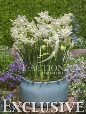 botanic stock photo Narcissus