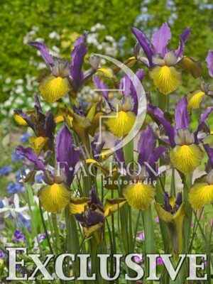 botanic stock photo Iris