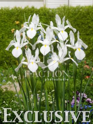 botanic stock photo Iris